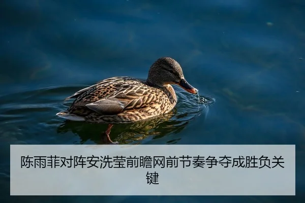 陈雨菲对阵安洗莹前瞻网前节奏争夺成胜负关键